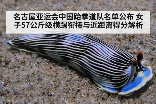 名古屋亚运会中国跆拳道队名单公布 女子57公斤级横踢衔接与近距离得分解析